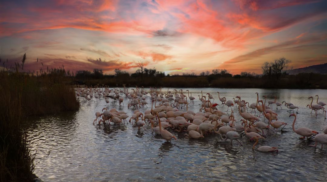 Camargue secrète : le dernier royaume des chevaux blancs 1 coucher soleil flamant